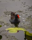 The common moorhen